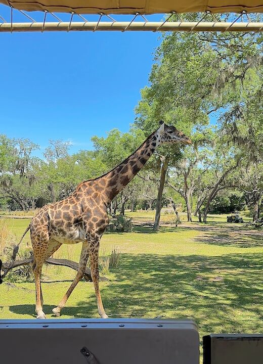Giraffe so close Kilimanjaro Safaris