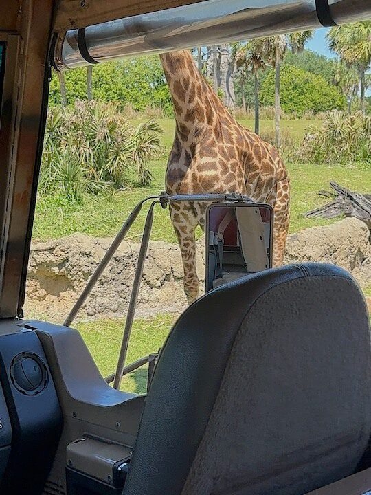 Giraffe stops vehicle Kilimanjaro Safaris